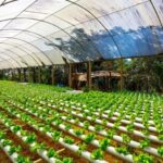 Cultivating Harmony: Nurturing Sustainable Agriculture and Farming Practices